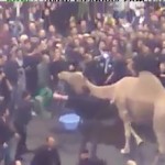 Camel slaughter