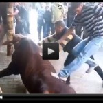 Cow slaughter in Gaza